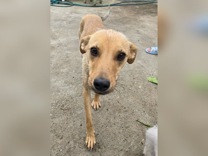 Suki - offen und lernwillig