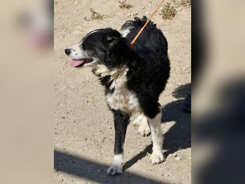 Didi - zutraulich, aufmerksam und verschmust