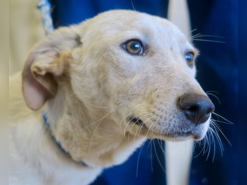Jacinto - verspielt, freundlich und lernwillig