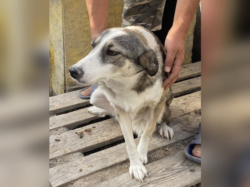 Inka - vorsichtig und verträglich