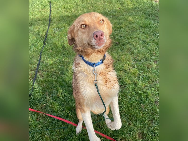 Andorra - freundlich und leinenführig - BEREITS IN DEUTSCHLAND