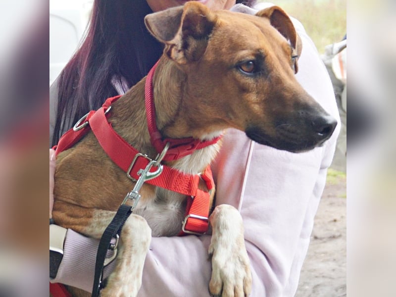 Miki - neugierig, stubenrein und freundlich / bereits in Deutschland