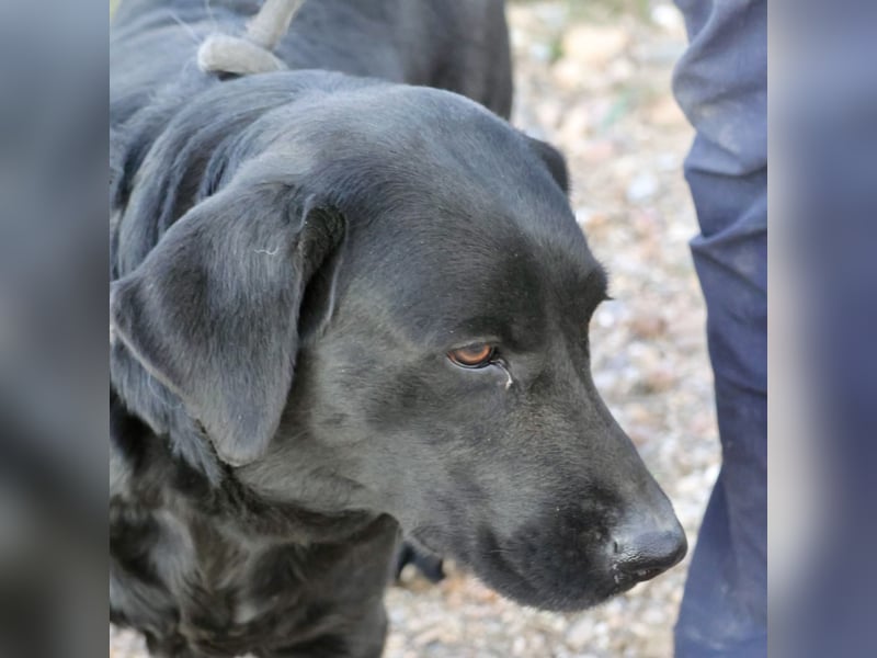 Liliana - schmust gerne, zutraulich und offen