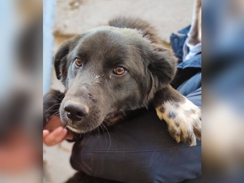 Pluto - freundlich und verschmust