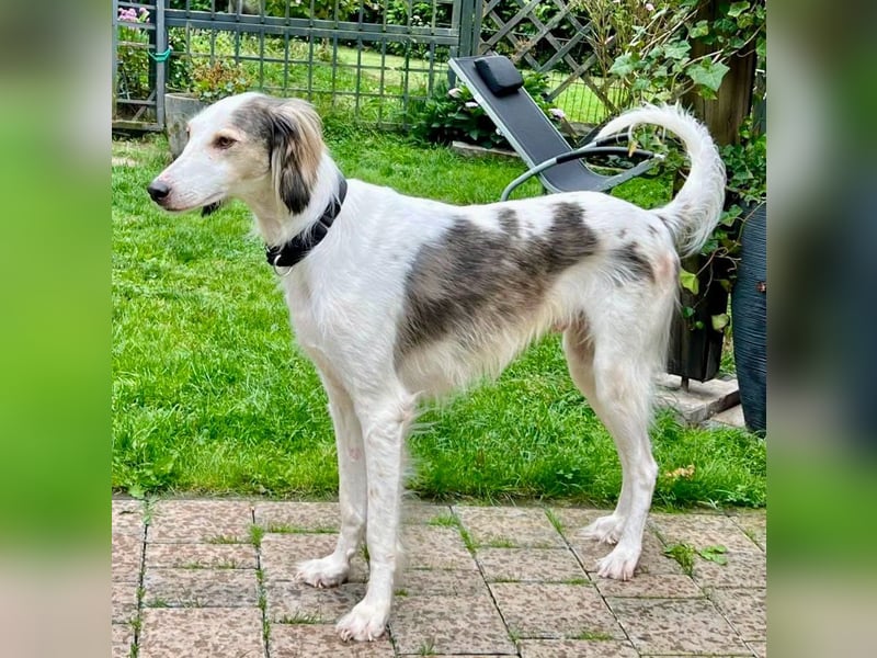 Faroukh, Tazy-Mix - bewegungsfreudig und loyal