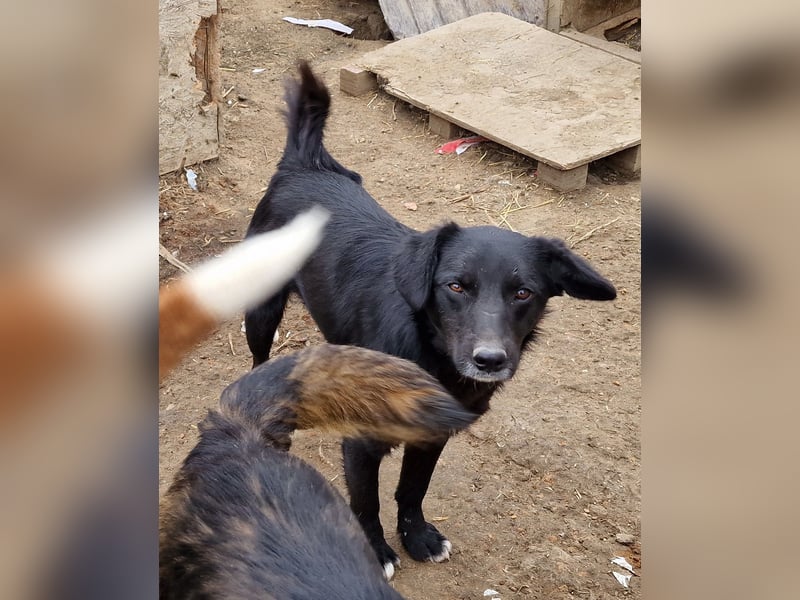 Lance - verträglich und vorsichtig