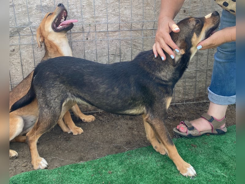 Maddy - freundlich und lernwillig