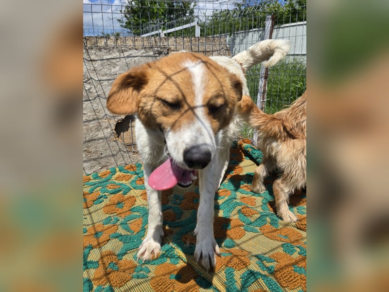 Lucy - interessiert und verträglich