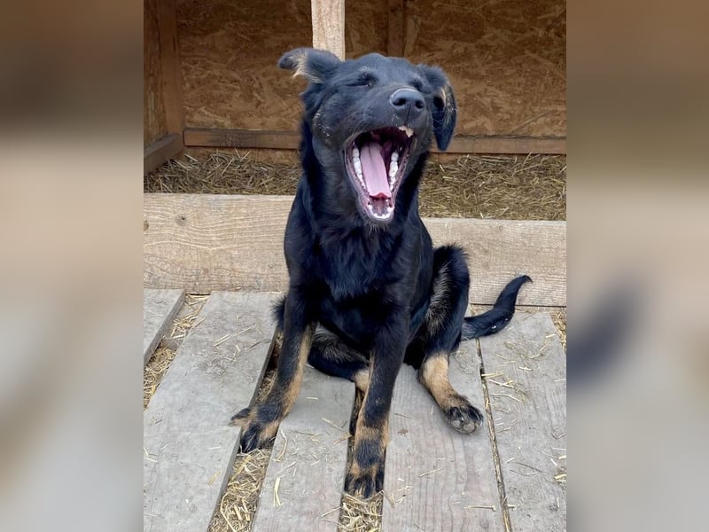 Juna - verträglich und neugierig