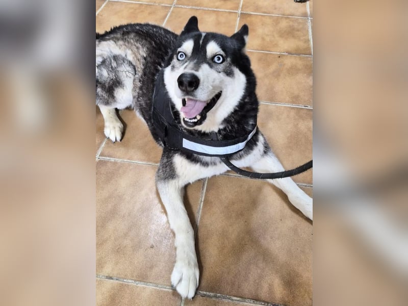 Jacki - neugierig, klug und verschmust RESERVIERT