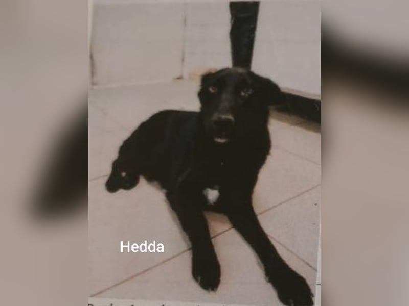 Hedda, schwarzes Fell und blütenweißer Charakter….