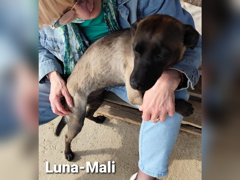 Luna-Mali, optisch Mini-Malinois, „Ich kann niemanden sehen, wo bitte seid ihr?