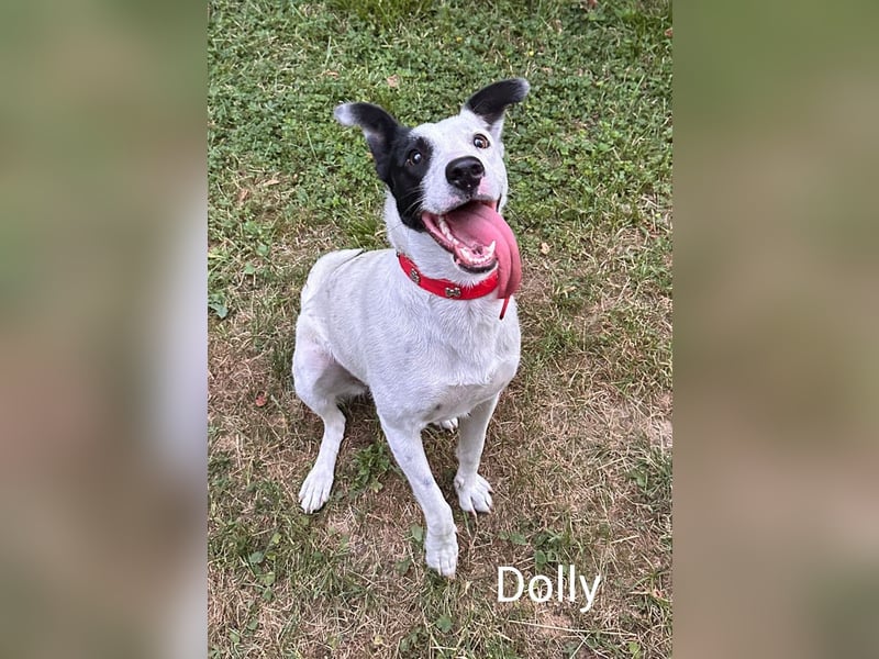 Dolly hat zuckersüße Kippohren und ist total lieb