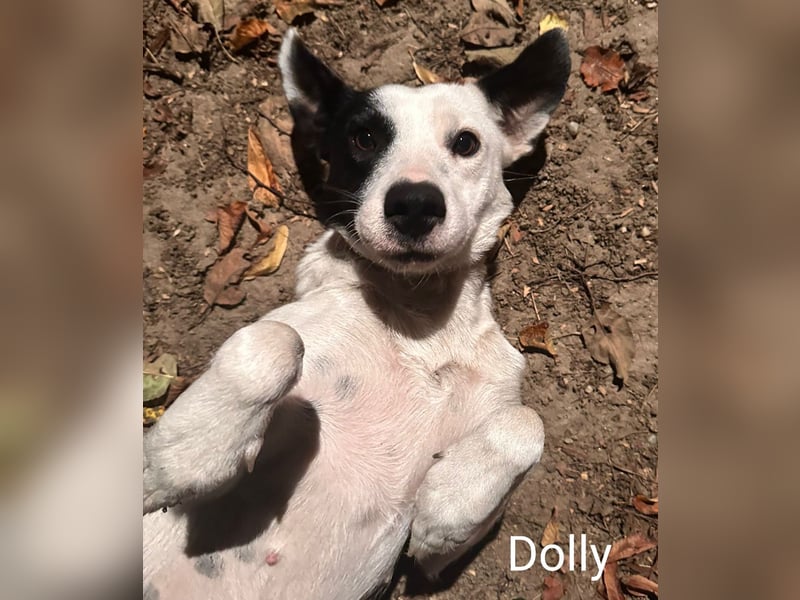 Dolly hat zuckersüße Kippohren und ist total lieb