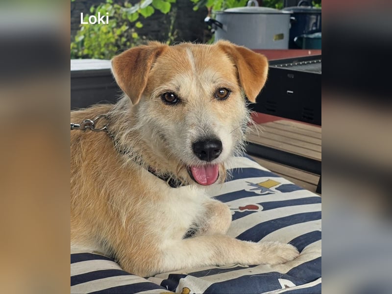 Loki, süßes mopsiges Strubbelmädchen sucht Zuhause inkl. Diät