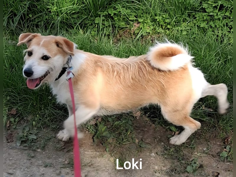 Loki mit Kuschelabitur möchte endlich eigene Menschen….