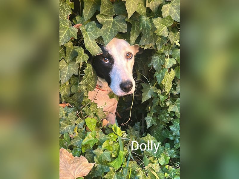 Dolly hat zuckersüße Kippohren und ist total lieb