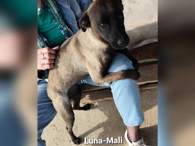 Luna-Mali, optisch Mini-Malinois, „Ich kann niemanden sehen, wo bitte seid ihr?