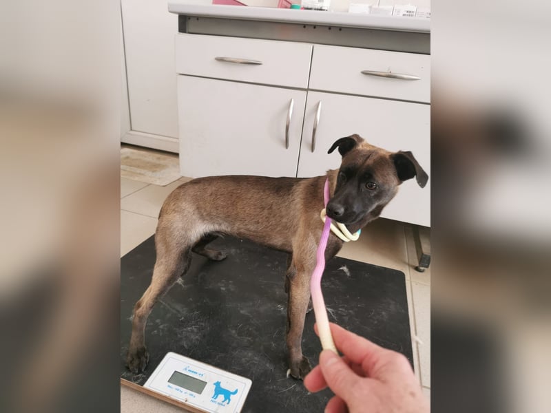Luna-Mali, optisch Mini-Malinois, „Ich kann niemanden sehen, wo bitte seid ihr?