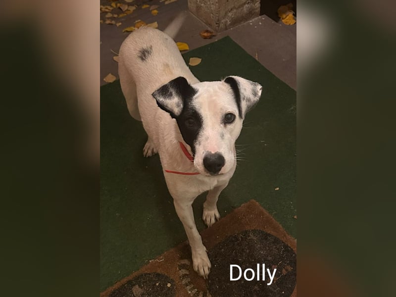 Dolly hat zuckersüße Kippohren und ist total lieb