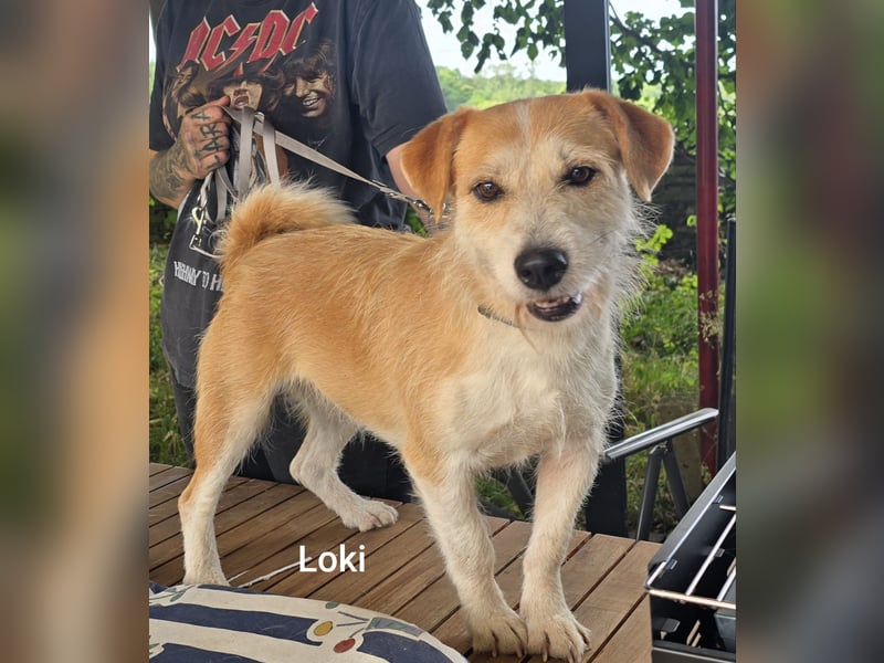 Loki, süßes mopsiges Strubbelmädchen sucht Zuhause inkl. Diät