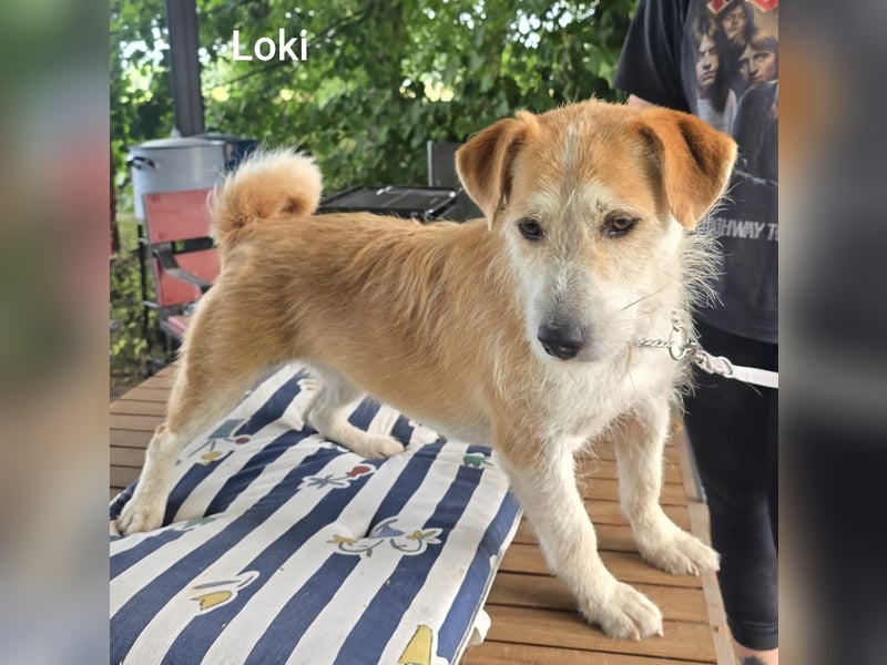 Loki mit Kuschelabitur möchte endlich eigene Menschen….