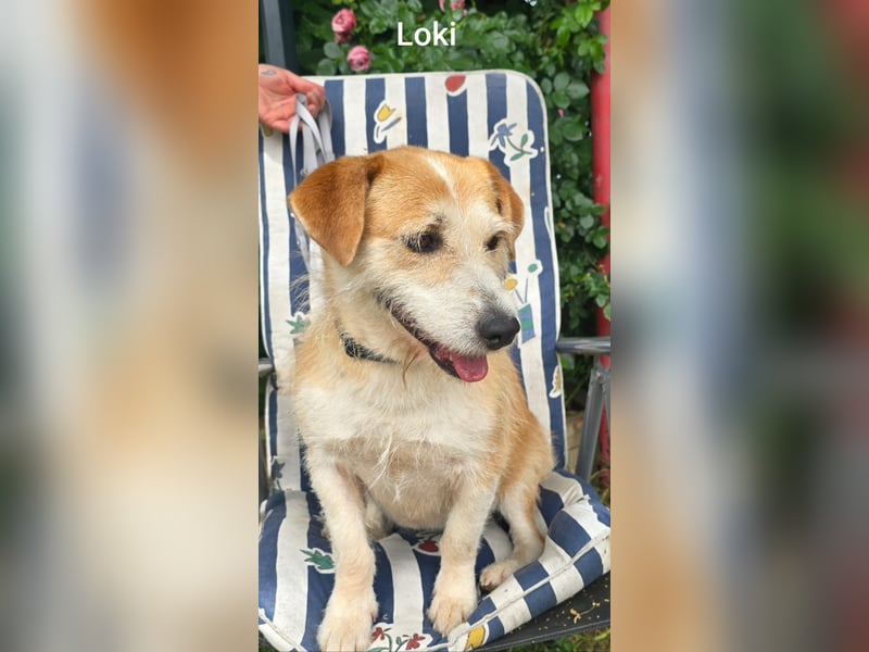 Loki, süßes mopsiges Strubbelmädchen sucht Zuhause inkl. Diät
