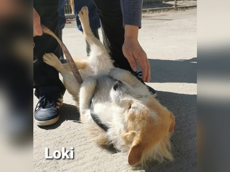 Loki, süßes Strubbel-Mädchen sucht Neuanfang