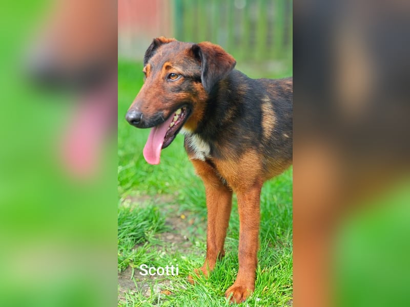 Scotti, der kleine Schmusekerl mit der ausgefallenen Fell-Zeichnung……..