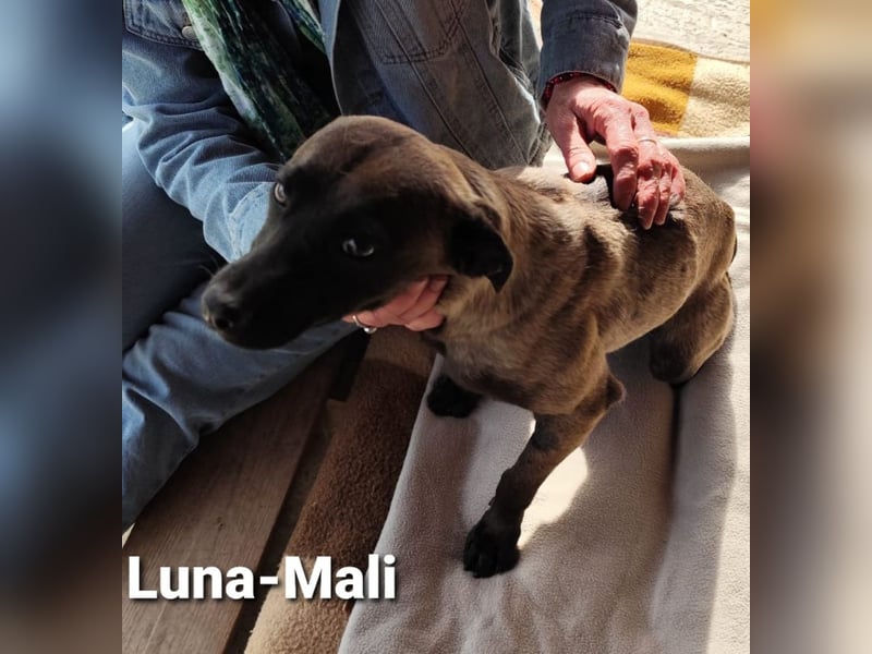 Luna-Mali, optisch Mini-Malinois, „Ich kann niemanden sehen, wo bitte seid ihr?