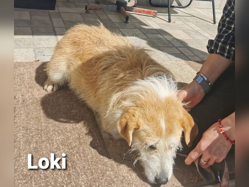 Loki, süßes Strubbel-Mädchen sucht Neuanfang