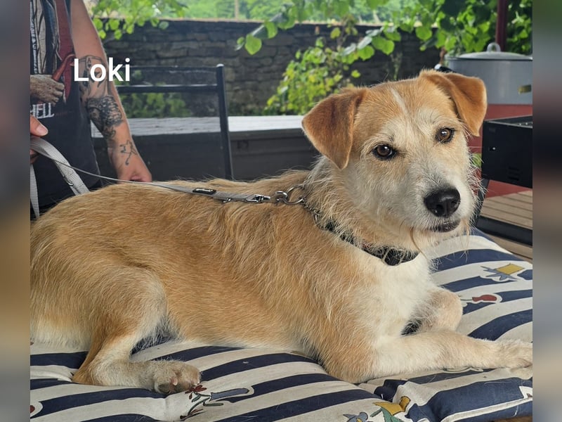Loki, süßes mopsiges Strubbelmädchen sucht Zuhause inkl. Diät
