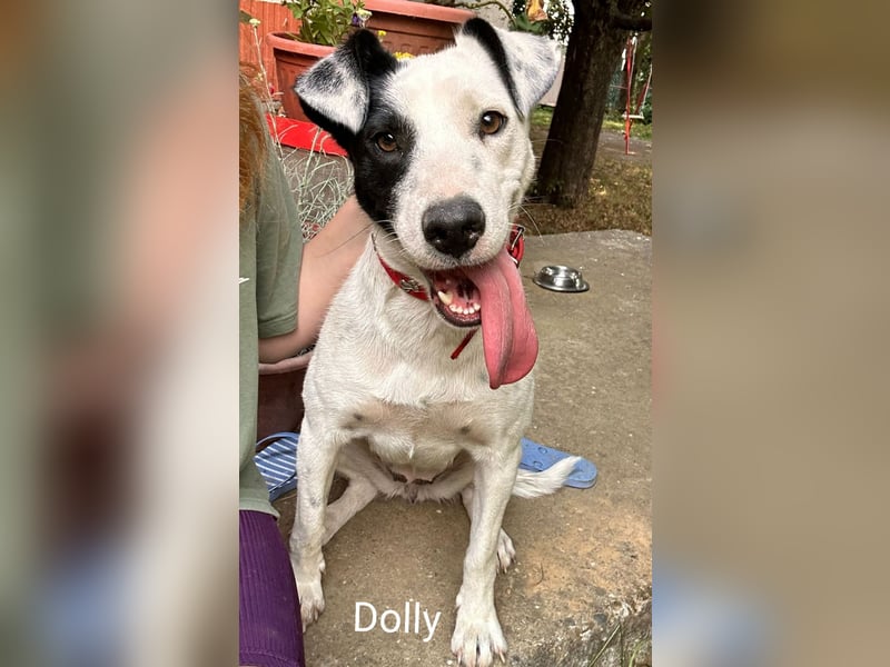 Dolly hat zuckersüße Kippohren und ist total lieb