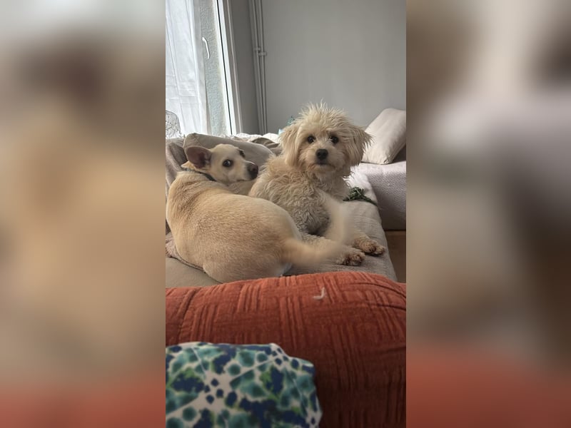 Lilli sucht ihr Zuhause!