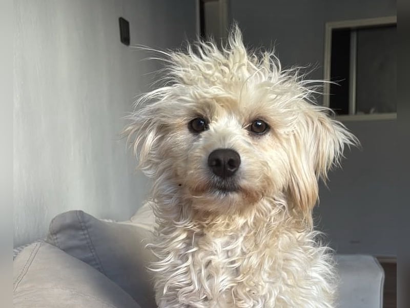 Lilli sucht ihr Zuhause!