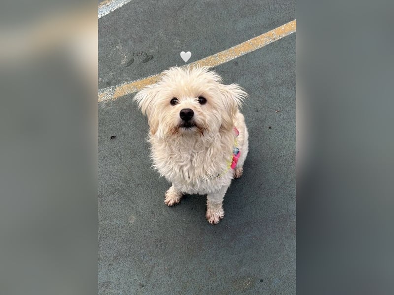 Lilli sucht ihr Zuhause!