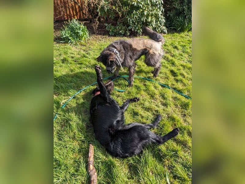 Wooly sucht SEINE Menschen!!