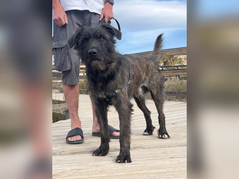 Wooly sucht SEINE Menschen!!