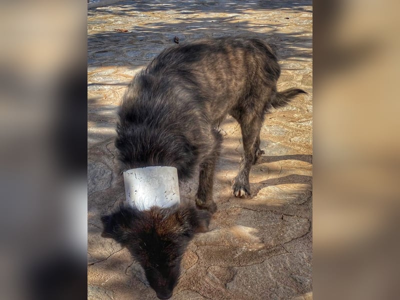 Wooly sucht SEINE Menschen!!