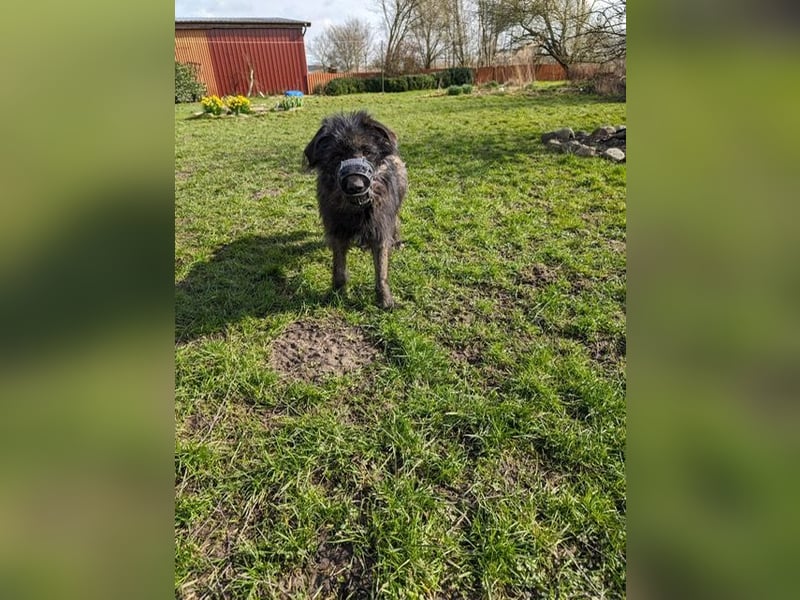 Wooly sucht SEINE Menschen!!