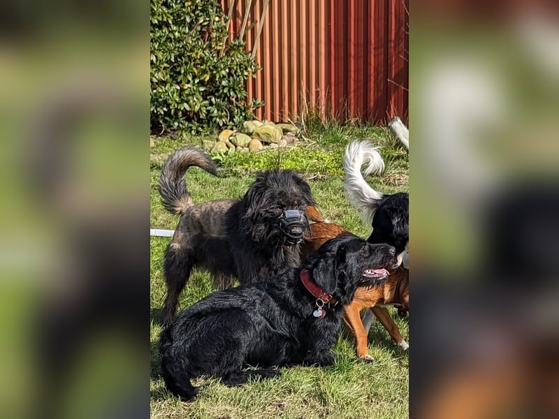 Wooly sucht SEINE Menschen!!