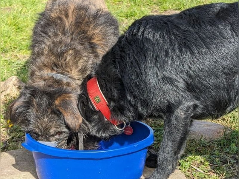 Wooly sucht SEINE Menschen!!