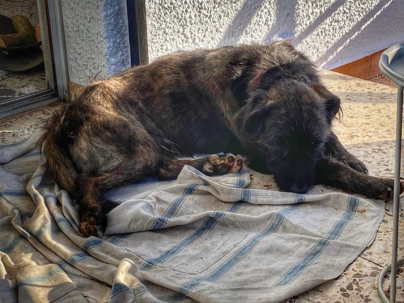 Wooly sucht SEINE Menschen!!