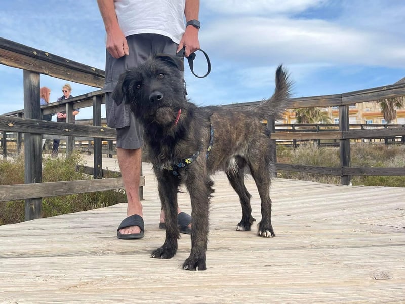 Wooly sucht SEINE Menschen!!