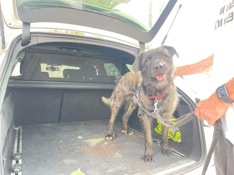 Wooly sucht SEINE Menschen!!