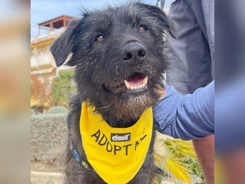 Wooly sucht SEINE Menschen!!