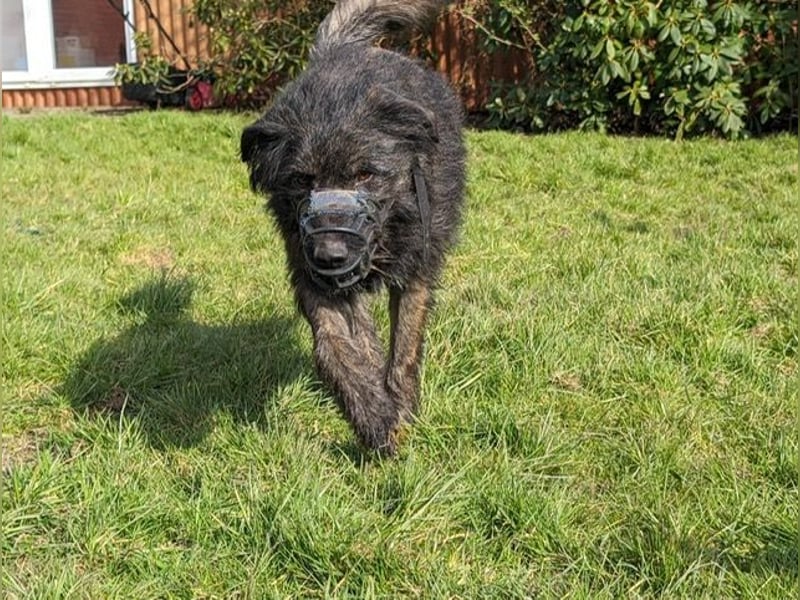 Wooly sucht SEINE Menschen!!