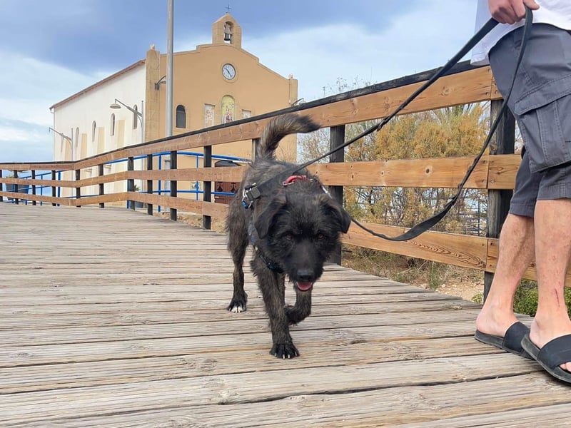 Wooly sucht SEINE Menschen!!