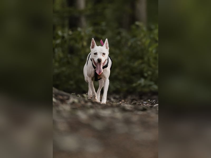 Angel - sportliche rundum freundliche Hündin- auf PS 91452 Wilhermsdorf-Kreben
