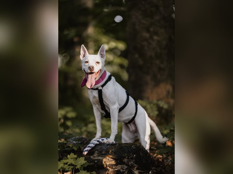 Angel - sportliche rundum freundliche Hündin- auf PS 91452 Wilhermsdorf-Kreben